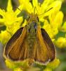Thymelicus acteon
